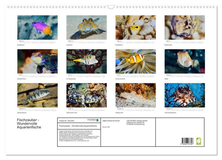Produktbild: Fischzauber - Wundervolle Aquarienfische (Wandkalender 2026 DIN A2 quer), CALVENDO Monatskalender
