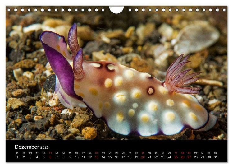 Produktbild: Unterwasserwelt Nacktschnecken (Wandkalender 2026 DIN A4 quer), CALVENDO Monatskalender