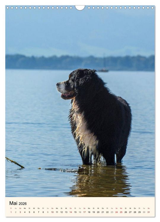 Produktbild: Die sch&ouml;nste Rasse der Welt - Berner Sennenhund (Wandkalender 2026 DIN A3 hoch), CALVENDO Monatskalender