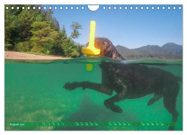 Produktbild: Pointer Power (Wall Calendar 2026 DIN A4 landscape), CALVENDO 12 Month Wall Calendar
