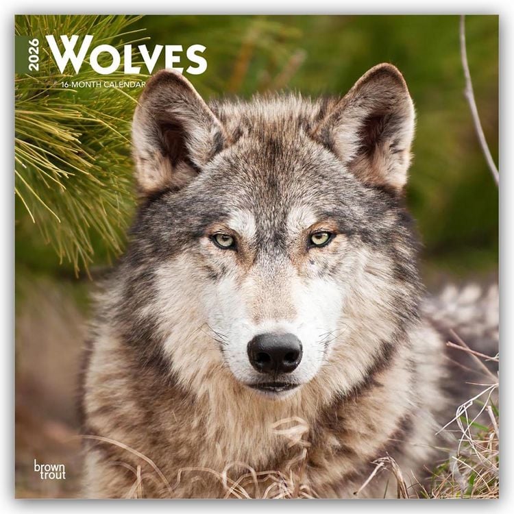 Produktbild: Wolves – Wölfe 2026 – 16-Monatskalender