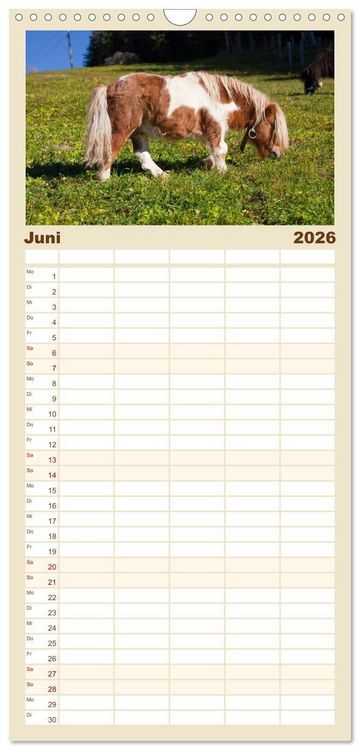 Produktbild: Familienplaner 2026 - Pferde und Ponys im Paradies mit 5 Spalten (Wandkalender, 21 x 45 cm) CALVENDO