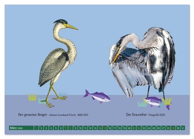 Produktbild: Vom Reiger zum Reiher (Tischkalender 2026 DIN A5 quer), CALVENDO Monatskalender