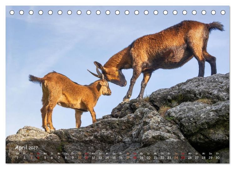 Produktbild: Albziegen (Tischkalender 2027 DIN A5 quer), CALVENDO Monatskalender
