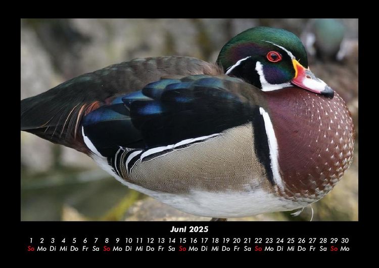 Produktbild: Enten 2025 Fotokalender DIN A3