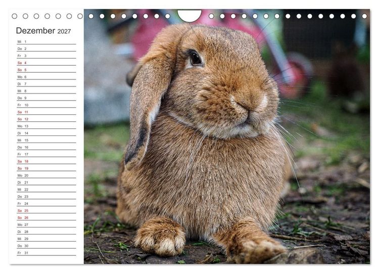 Produktbild: Eine gl&uuml;ckliche Kaninchenfamilie (Wandkalender 2027 DIN A4 quer), CALVENDO Monatskalender