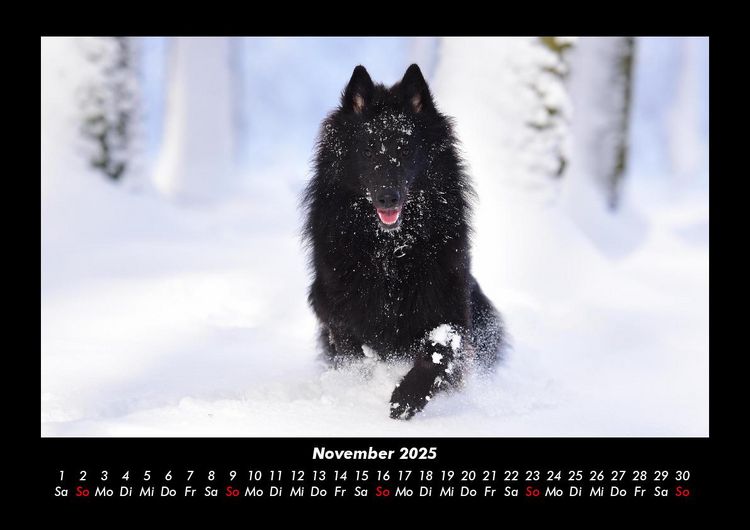 Produktbild: Hundezauber 2025 Fotokalender DIN A3