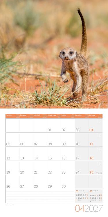 Produktbild: Erdm&auml;nnchen Kalender 2027 - 30x30 - Art12