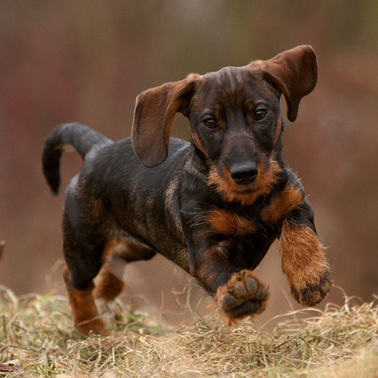 Produktbild: Dackel / Dachshund 2027