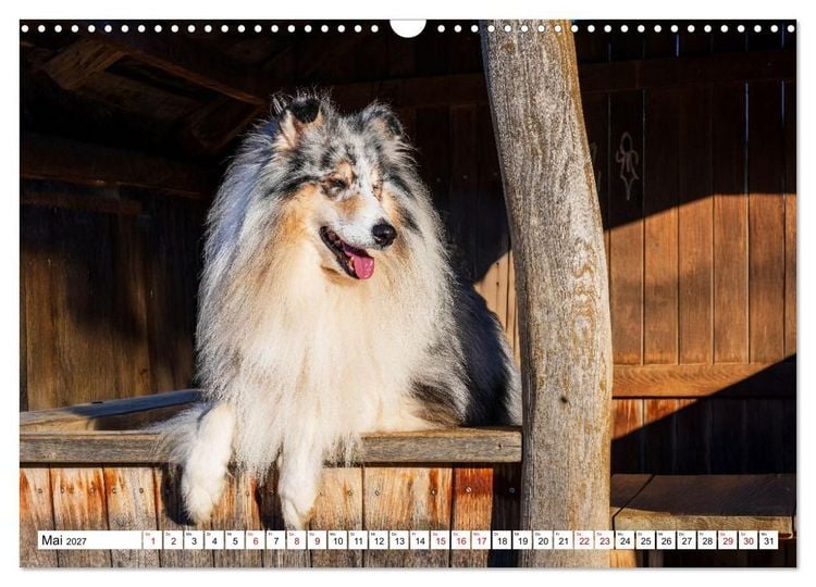 Produktbild: Traumhund Collie - Mein bester Freund (Wandkalender 2027 DIN A3 quer), CALVENDO Monatskalender
