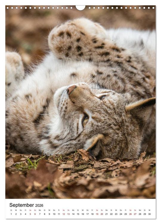 Produktbild: Der eurasische Luchs (Wandkalender 2026 DIN A3 hoch), CALVENDO Monatskalender