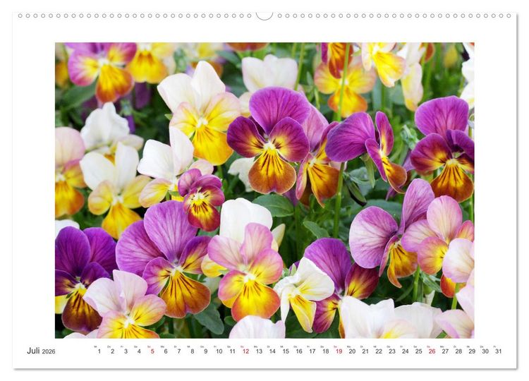 Produktbild: Veilchengew&auml;chse - Stiefm&uuml;tterchen und Hornveilchen (Wandkalender 2026 DIN A2 quer), CALVENDO Monatskalender