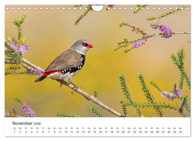 Produktbild: Singv&ouml;gel aus Australien (Wandkalender 2026 DIN A4 quer), CALVENDO Monatskalender
