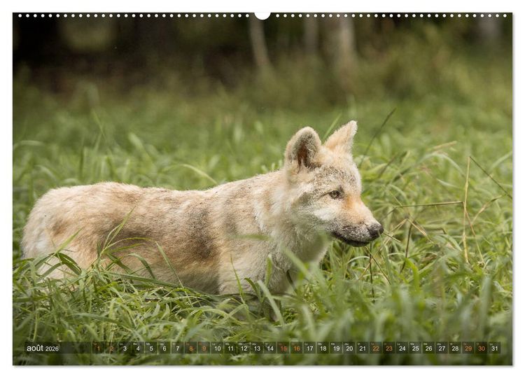 Produktbild: Les p'tits loups gris (Calendrier mural 2026 DIN A2 vertical) calendrier de bureau