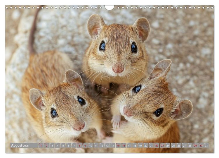 Produktbild: Maus im Haus - der Gerbil Kalender (Wandkalender 2026 DIN A3 quer), CALVENDO Monatskalender
