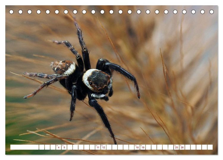 Produktbild: Spinnen in Deutschland (Tischkalender 2026 DIN A5 quer), CALVENDO Monatskalender