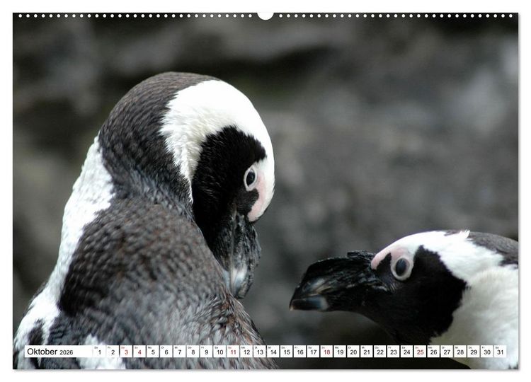 Produktbild: Tierische Fracktr&auml;ger (Wandkalender 2026 DIN A2 quer), CALVENDO Monatskalender