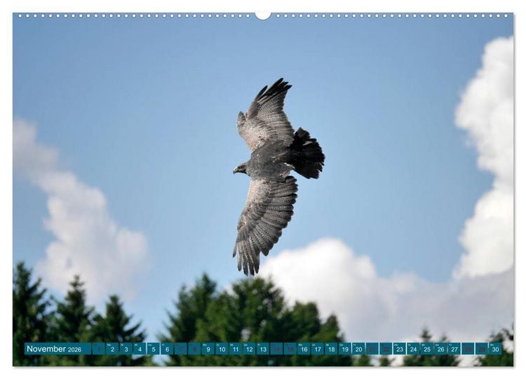 Produktbild: Weltvogelpark Walsrode - Die Vielfalt der Vogelarten (Wandkalender 2026 DIN A2 quer), CALVENDO Monatskalender