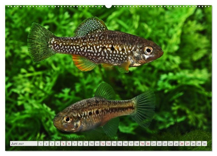 Produktbild: Outdoor-Aquaristik (Wandkalender 2027 DIN A2 quer), CALVENDO Monatskalender
