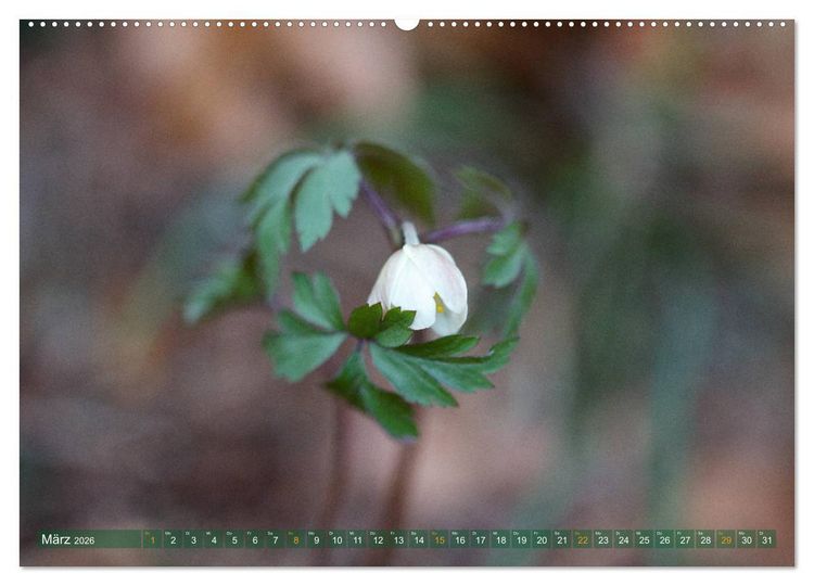 Produktbild: Die Poesie der Pflanzenwelt - Im Wandel der Jahreszeiten (hochwertiger Premium Wandkalender 2026 DIN A2 quer), Kunstdruck in Hochglanz