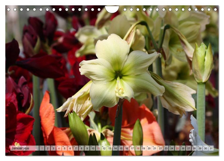 Produktbild: Amaryllis-Bl&uuml;ten (Wandkalender 2026 DIN A4 quer), CALVENDO Monatskalender