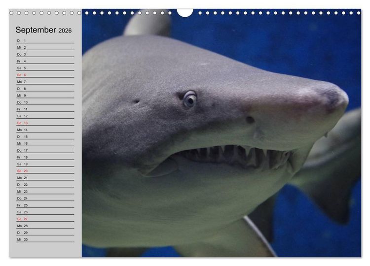 Produktbild: Haie (Wandkalender 2026 DIN A3 quer), CALVENDO Monatskalender