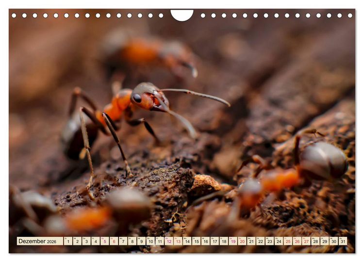 Produktbild: Ameisen - Ordnung im Durcheinander (Wandkalender 2026 DIN A4 quer), CALVENDO Monatskalender