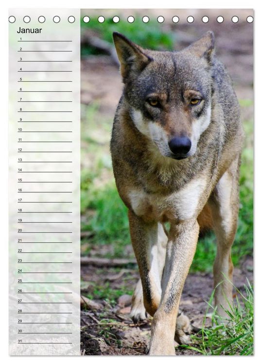 Produktbild: Der Wolf - Isegrim in den heimischen W&auml;ldern - Kalender 2026 (Tischkalender 2026 DIN A5 hoch), CALVENDO Monatskalender