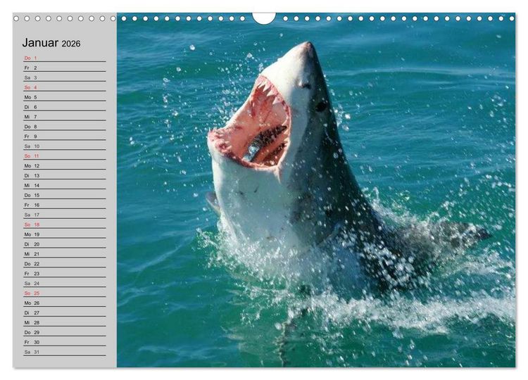 Produktbild: Haie (Wandkalender 2026 DIN A3 quer), CALVENDO Monatskalender