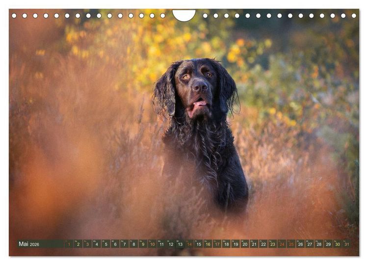 Produktbild: Jagdhund im Portrait - Deutsch Langhaar (Wandkalender 2026 DIN A4 quer), CALVENDO Monatskalender