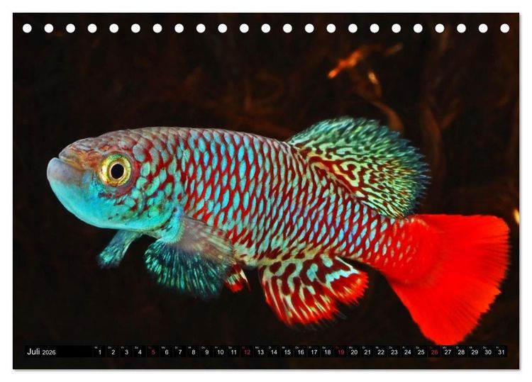 Produktbild: Bunte Fische der Welt - Killifische (Tischkalender 2026 DIN A5 quer), CALVENDO Monatskalender