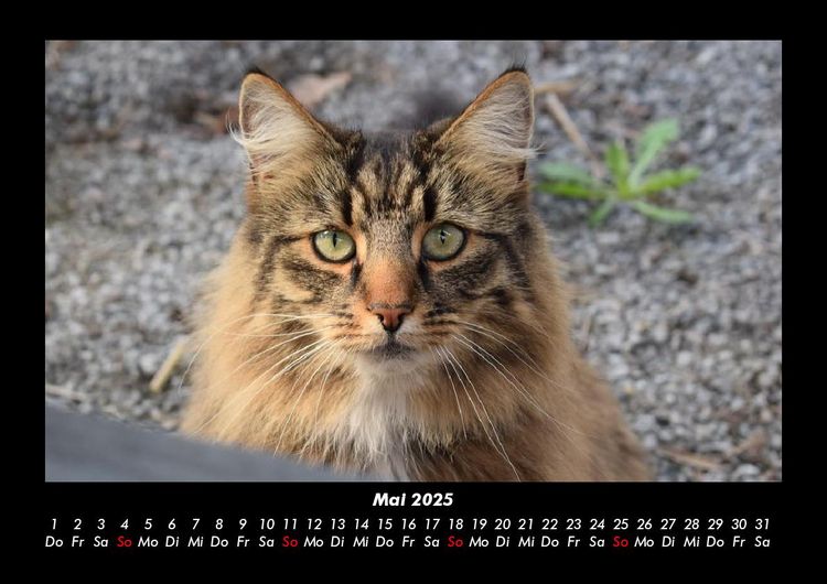 Produktbild: Tierkalender 2025 Fotokalender DIN A3