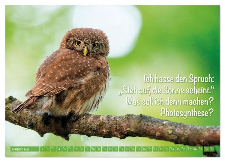 Produktbild: Die Eulen sind los: Edition lustige Tiere (Wandkalender 2026 DIN A3 quer), CALVENDO Monatskalender