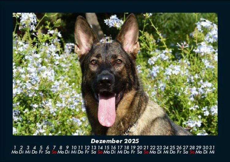 Produktbild: Hunde 2025 Fotokalender DIN A5