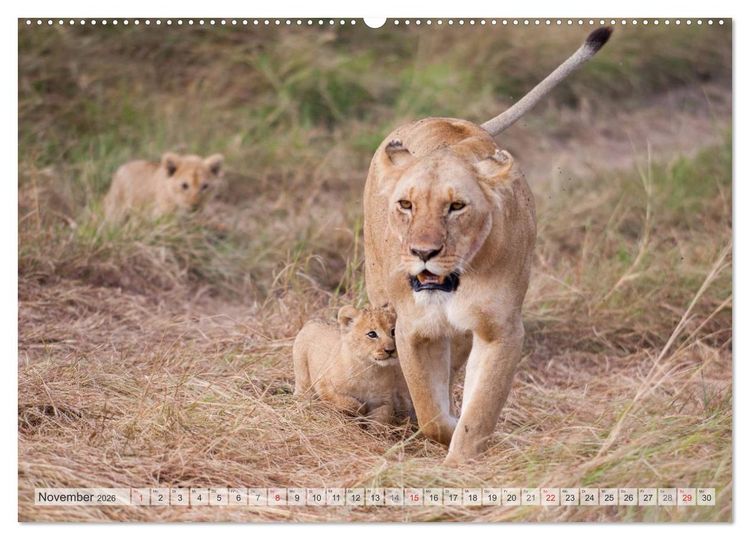 Produktbild: Emotionale Momente: Liebenswerte L&ouml;wenbabys (Wandkalender 2026 DIN A2 quer), CALVENDO Monatskalender