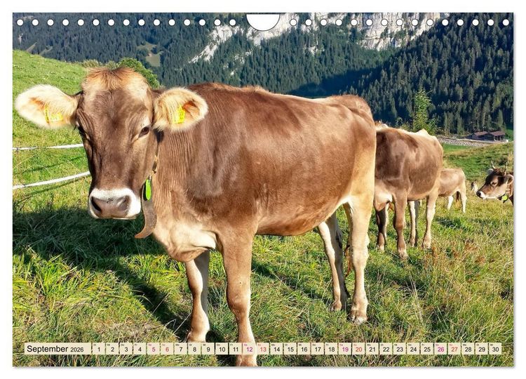 Produktbild: Berg-K&uuml;he, Natur pur - unser sch&ouml;nster Urlaub (Wandkalender 2026 DIN A4 quer), CALVENDO Monatskalender