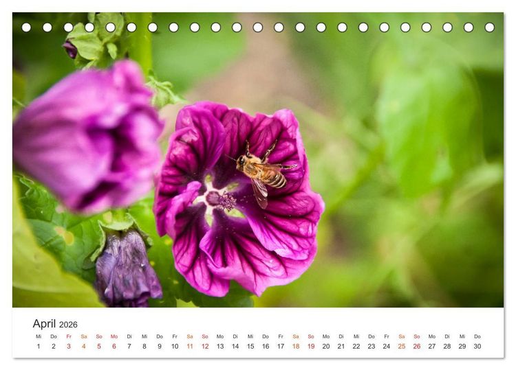 Produktbild: Bienen und Waben (Tischkalender 2026 DIN A5 quer), CALVENDO Monatskalender