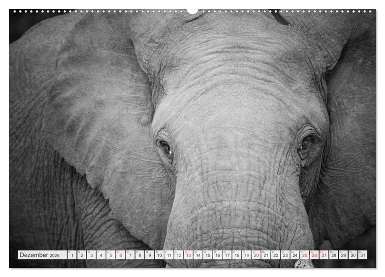 Produktbild: Emotionale Momente: Elefanten in black & white (hochwertiger Premium Wandkalender 2026 DIN A2 quer), Kunstdruck in Hochglanz