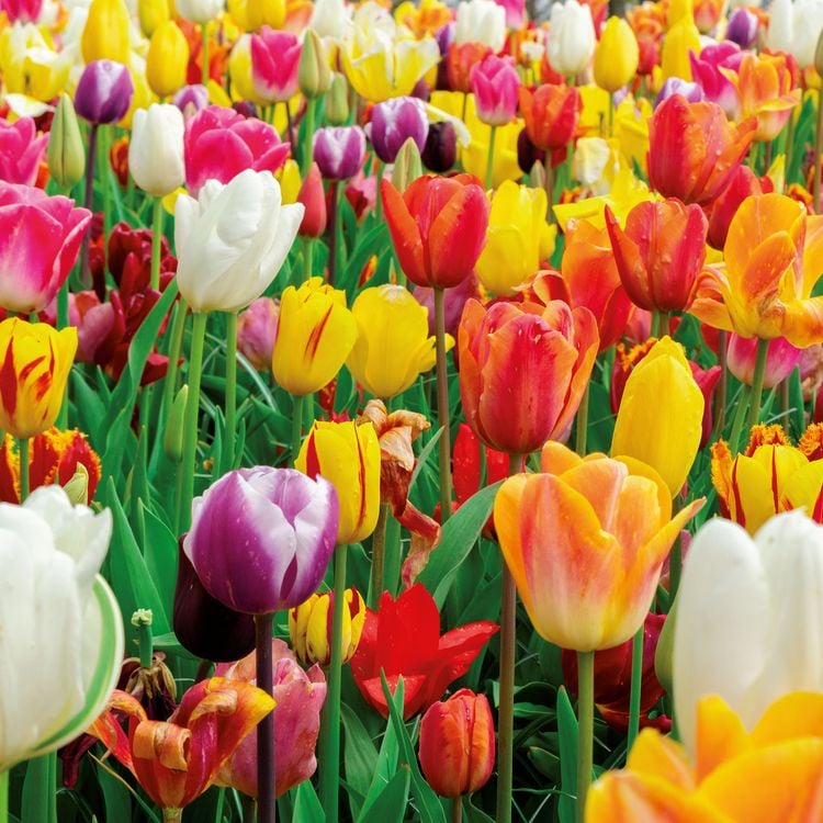 Produktbild: Blumen / Flowers 2027