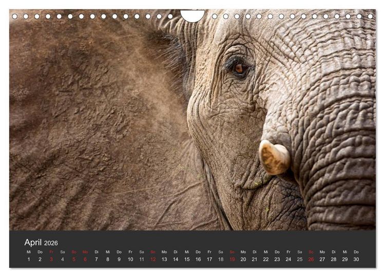 Produktbild: Elefanten - Graue Riesen (Wandkalender 2026 DIN A4 quer), CALVENDO Monatskalender