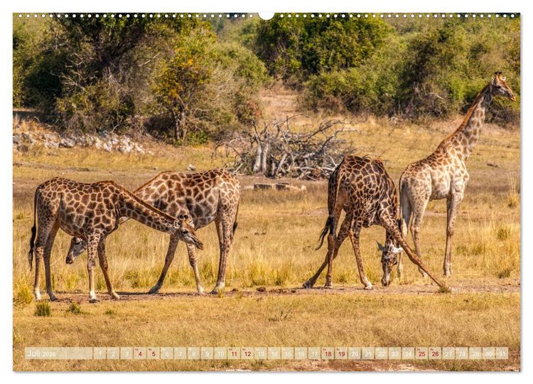 Produktbild: Chobe River - Eine spannende Flussfahrt in Botswana (Wandkalender 2026 DIN A2 quer), CALVENDO Monatskalender