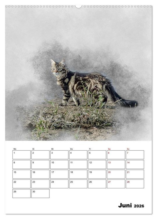Produktbild: Maine Coon Katzen (hochwertiger Premium Wandkalender 2026 DIN A2 hoch), Kunstdruck in Hochglanz