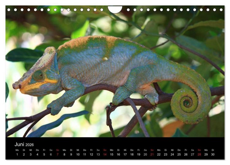 Produktbild: Abenteuer Madagaskar (Wandkalender 2026 DIN A4 quer), CALVENDO Monatskalender