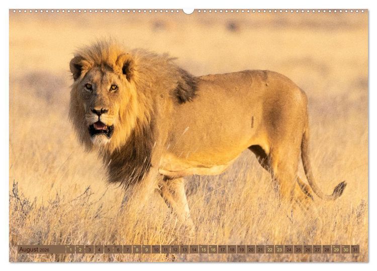 Produktbild: Wildlife Namibia - Etosha und Kalahari (hochwertiger Premium Wandkalender 2026 DIN A2 quer), Kunstdruck in Hochglanz