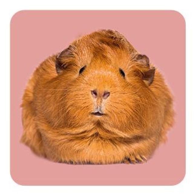 Produktbild: Memo-Spiel: Fluffy Butts &ndash; Finde den passenden Po zum Kopf!