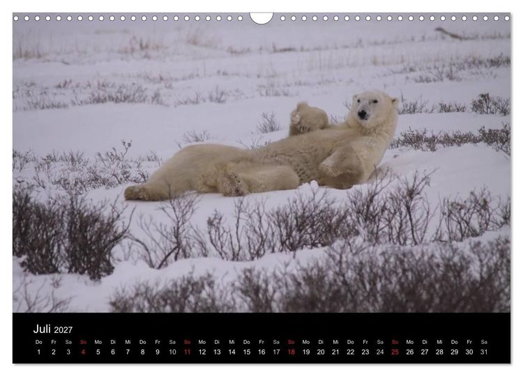 Produktbild: Arktische Tr&auml;ume - Eisb&auml;ren in Kanada (Wandkalender 2027 DIN A3 quer), CALVENDO Monatskalender