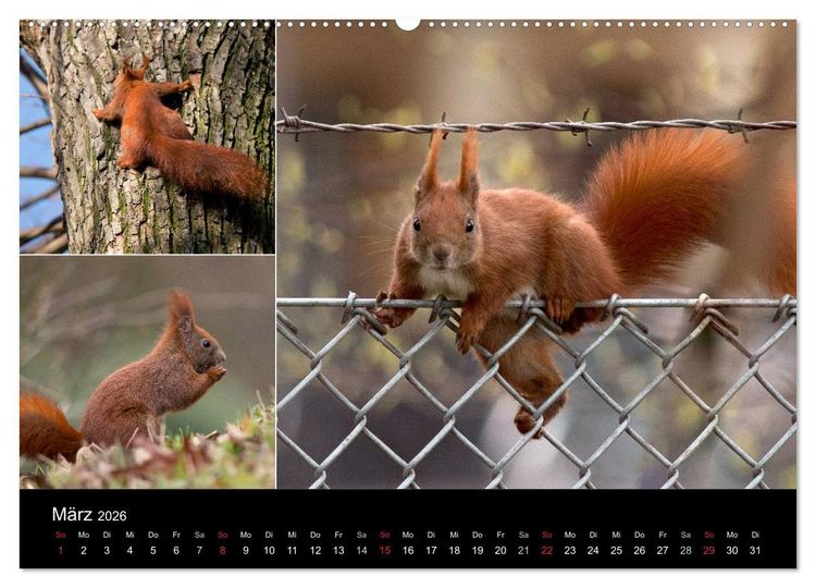Produktbild: Wilde Eichh&ouml;rnchenwelt! (hochwertiger Premium Wandkalender 2026 DIN A2 quer), Kunstdruck in Hochglanz