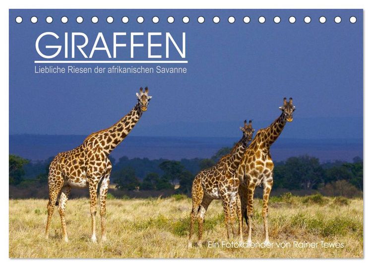 Produktbild: GIRAFFEN - Liebliche Riesen der afrikanischen Savanne (Tischkalender 2026 DIN A5 quer), CALVENDO Monatskalender