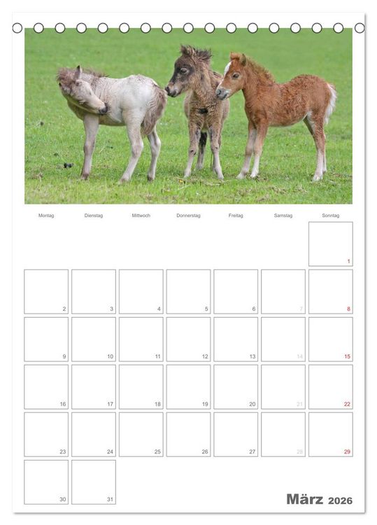 Produktbild: Fohlen und Jungpferde (Tischkalender 2026 DIN A5 hoch), CALVENDO Monatskalender