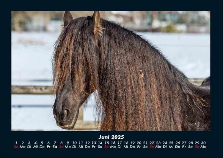 Produktbild: Pferdegefl&uuml;ster 2025 Fotokalender DIN A4